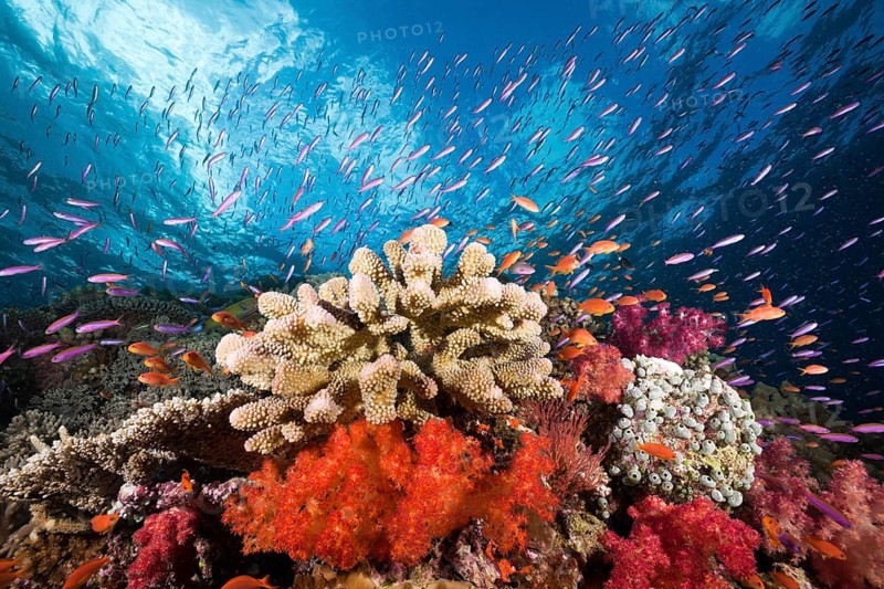 Colourful coral reef, Namena Marine Park, Fiji, Oceania