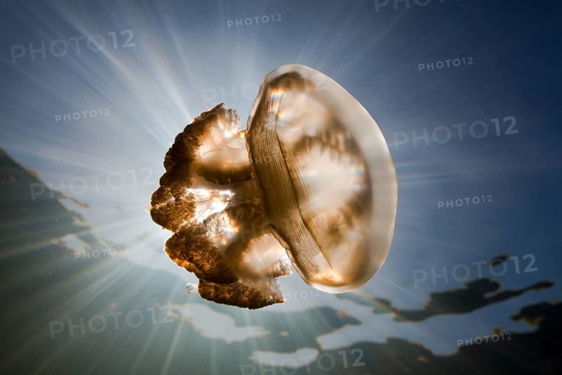 Mastigias jellyfish, Mastigias papua etpisonii, Jellyfish Lake, Micronesia, Palau, Oceania
