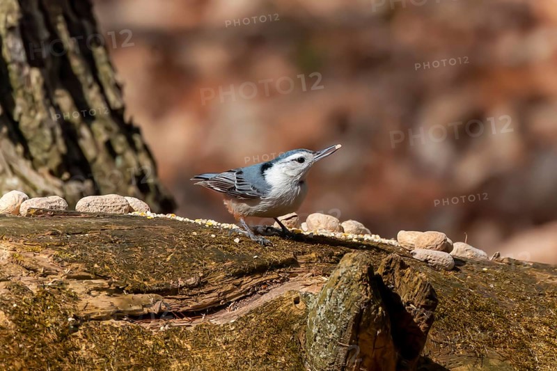 The white-breasted nuthatch (Sitta carolinensis) during spring courtship