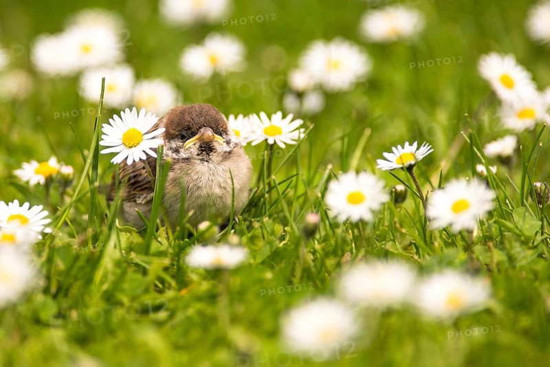 A tree sparrow chick sits between daisies and waits for food