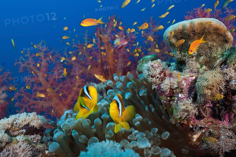 Red Sea anemonefish in the reef, Amphiprion bicinctus, Red Sea, Ras Mohammed, Egypt, Africa