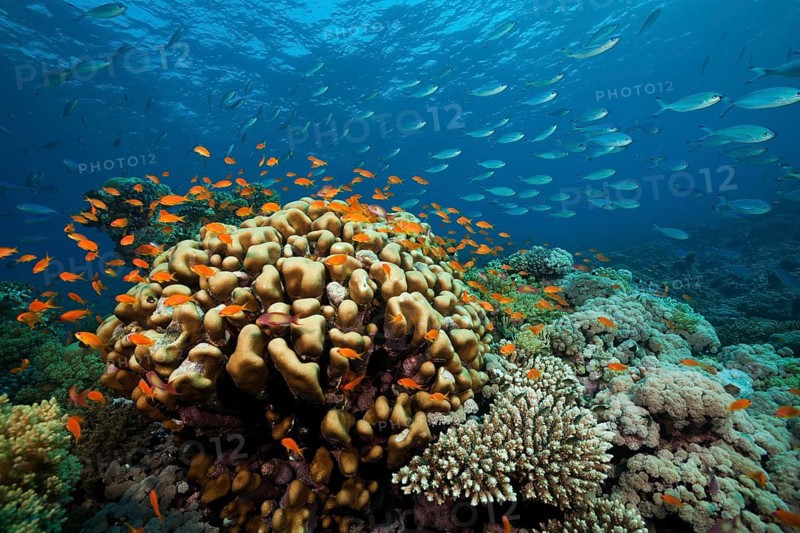 Coral reef with harem flag perch, Pseudanthias squamipinnis, Red Sea, Ras Mohammed, Egypt, Africa