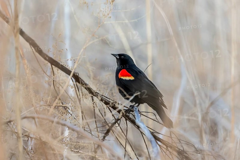 Red-winged blackbird (Agelaius phoeniceus) sitting nn the reeds