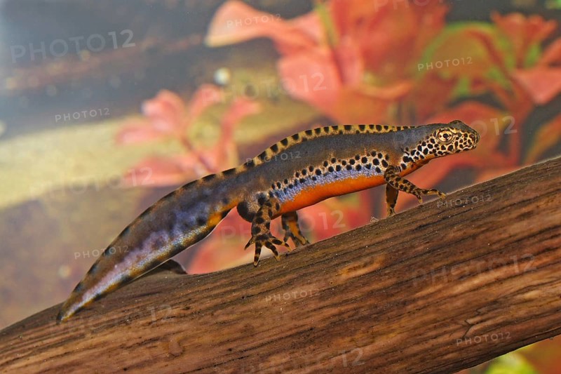Male alpine newt, Ichthyosaura alpestris, Syn.: Triturus alpestris, alpine newt, male