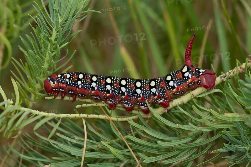 Spurge hawk-moth, caterpillar, Hyles euphorbiae, spurge hawk-moth, caterpillar