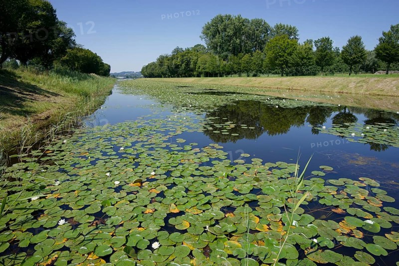 Water lily carpets in the castle canal, Herrenchiemsee, Herreninsel, island, castle park, Bernau am Chiemsee, Bernau, summer, August, Chiemgau, Chiemgau Alps, Bavaria, Upper Bavaria, Bavaria, Germany, Europe