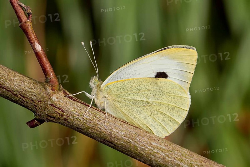 Cabbage butterfly, Pieris brassicae, cabbage butterfly