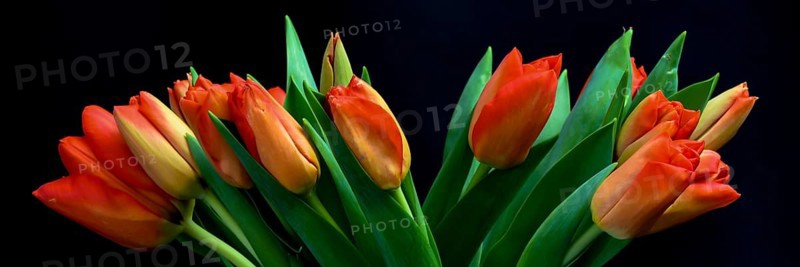 Den Helder, Netherlands. January 2022. Red tulips on a black background.
