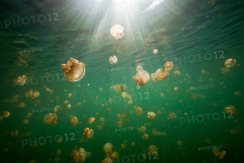 Endemic Mastigias jellyfish, Mastigias papua etpisonii, Jellyfish Lake, Micronesia, Palau, Oceania