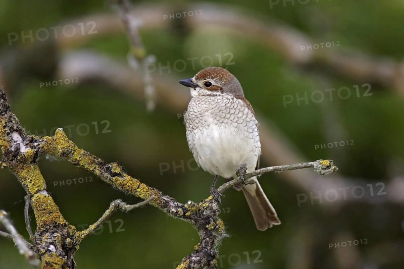 Red-backed shrike ? Female, Lanius collurio, red-backed shrike ? female