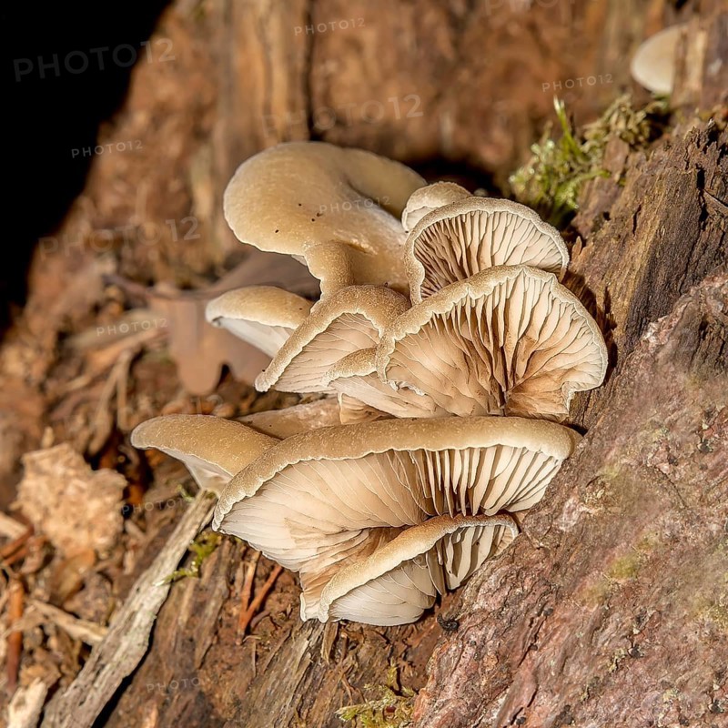 Oyster mushrooms on a wooden stump