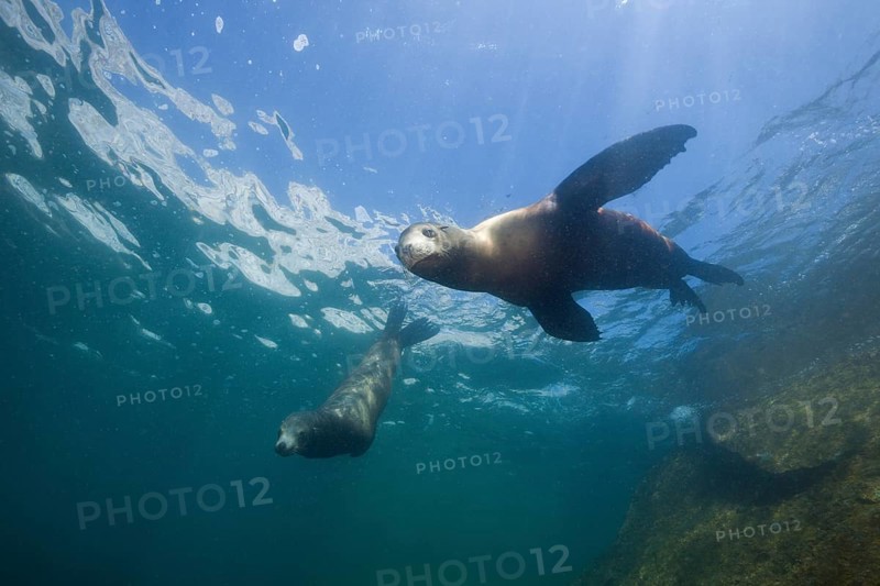 California sea lions, Zalophus californianus, Cabo Pulmo National Park, Baja California Sur, Mexico, Central America
