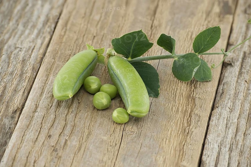 Fresh green peas, pea pods with green leaves and open pea pod on a wooden surface, vegan nutrition meal