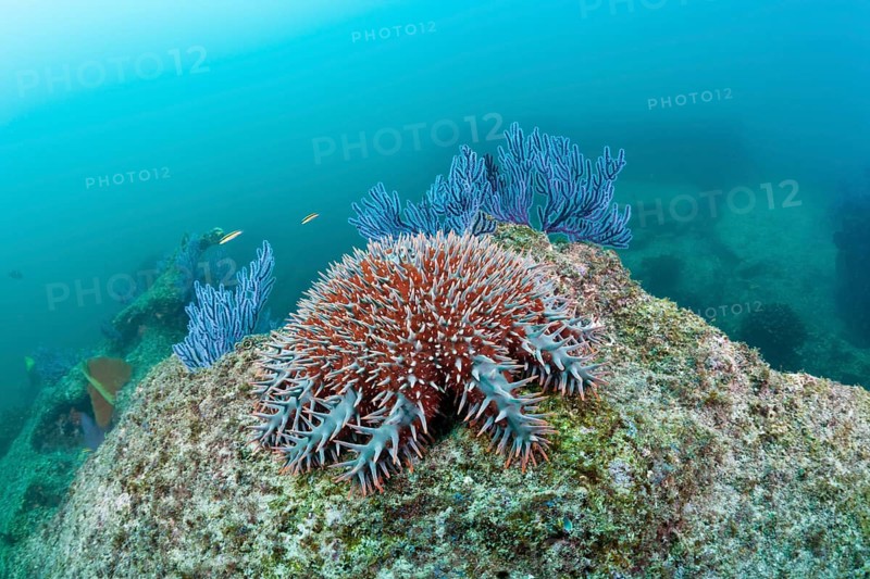 Crown of thorns on the reef, Acanthaster planci, Cabo Pulmo National Park, Baja California Sur, Mexico, Central America