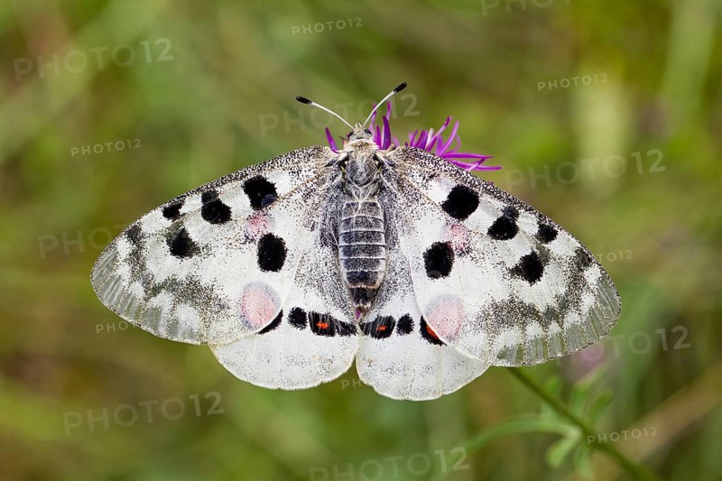 Apollo butterfly, Parnassius apollo, mountain Apollo