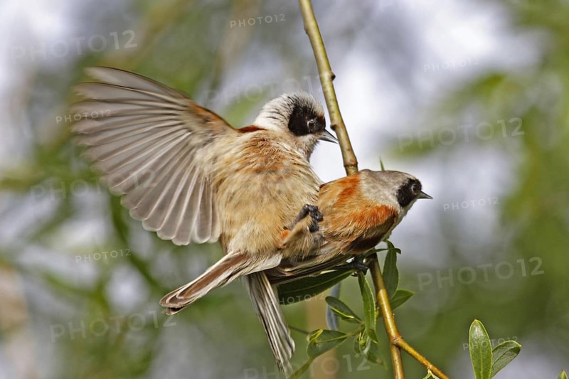 Eurasian Penduline Tit, Remiz pendulinus, Eurasian penduline tit