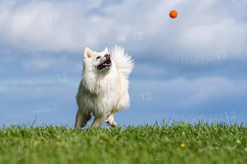 Playing Icelandic dog