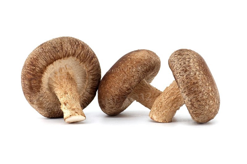 Fresh shiitake mushrooms, known for their health benefits and pharmacological properties, are isolated on a white background
