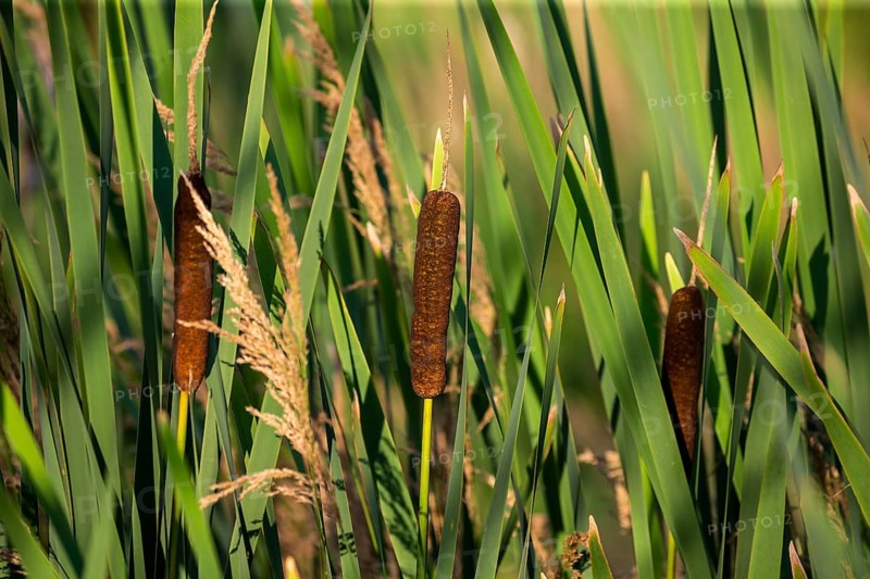 Broad-leaved cattail (Typha latifolia) is native flower in north America. Broadleaf cattail, bulrush, common bulrush, common cattail