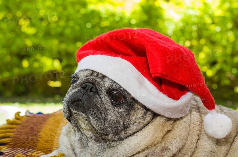 Merry Christmas, gorgeous pug breed dog with Santa Claus hat, closeup, portrait, old dog