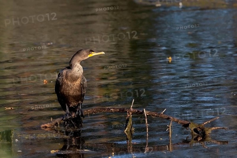 Double-crested cormorants (Phalacrocorax aurituson) on the river