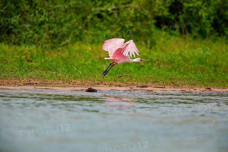 Roseate spoonbill (Ajaia ajaja) Pantanal Brazil