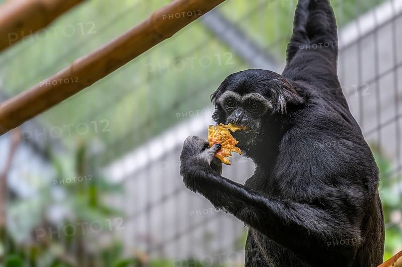 Pileated gibbon (Hylobates pileatus) at Zurich Zoo, Zurich, Germany, Europe