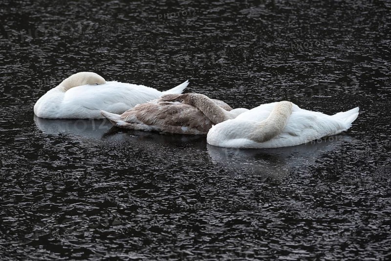 A mute swan family sleeps on the frozen Saale river