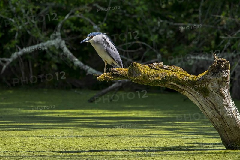 Black-crowned night heron (Nycticorax nycticorax), black-capped night heron perched on tree trunk in pond in spring