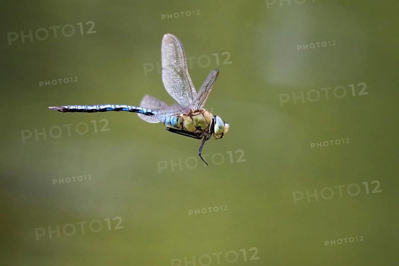Emperor dragonfly (Anax imperator) in flight, Hesse, Germany, Europe