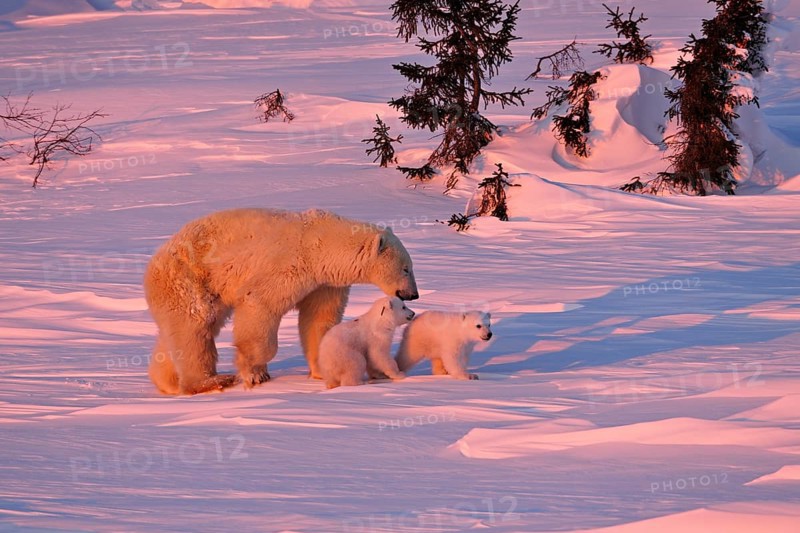 Polar bear (Ursus maritimus) striding through the snow with her two cubs, Wapusk National Park, Manitoba, Canada, North America