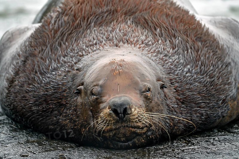 Steller sea lion (Eumetopias jubatus) lying on a rock and squinting at the camera, Prince William Sound, Alaska, USA, North America