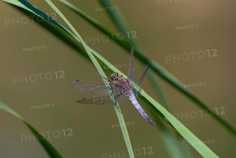 Close-up, black-tailed skimmer (Orthetrum cancellatum), male, Neustadt am Rübenberge, Germany, Europe