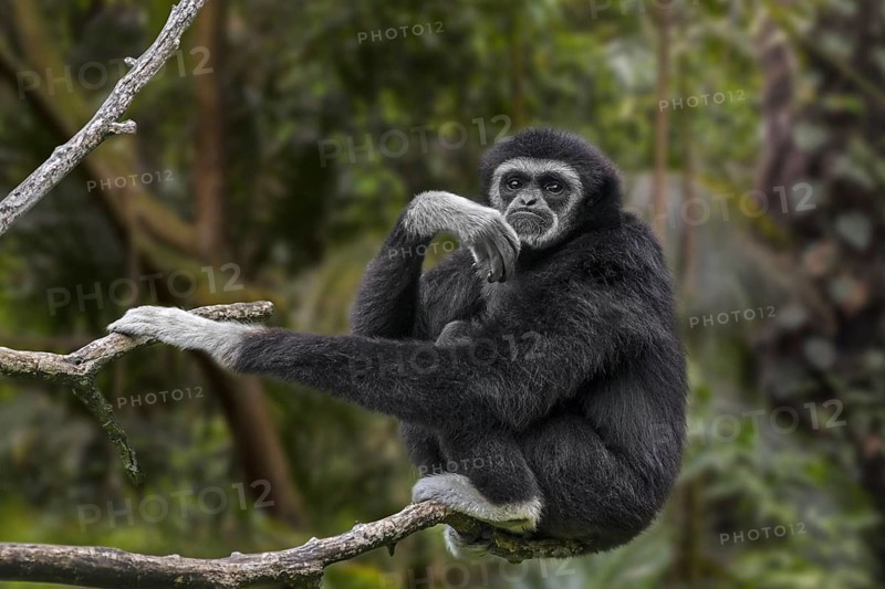 Lar gibbon, white-handed gibbon (Hylobates lar) native to Indonesia, Laos, Malaysia, Myanmar and Thailand, Asia