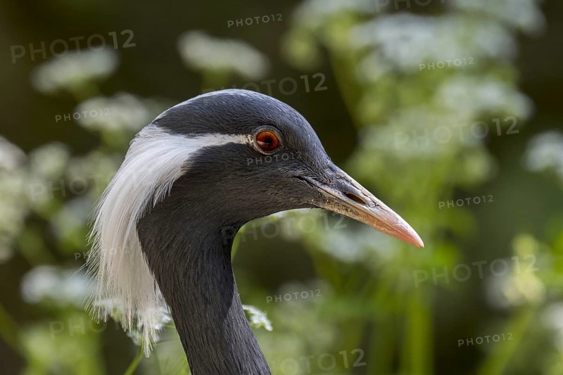 Demoiselle crane (Anthropoides virgo) (Grus virgo) close-up of head, native to central Eurosiberia