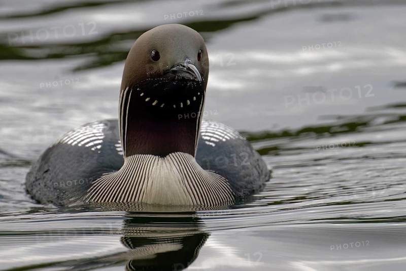 Black-throated loon (Gavia arctica), in splendid plumage, looking forward, Finland, Europe