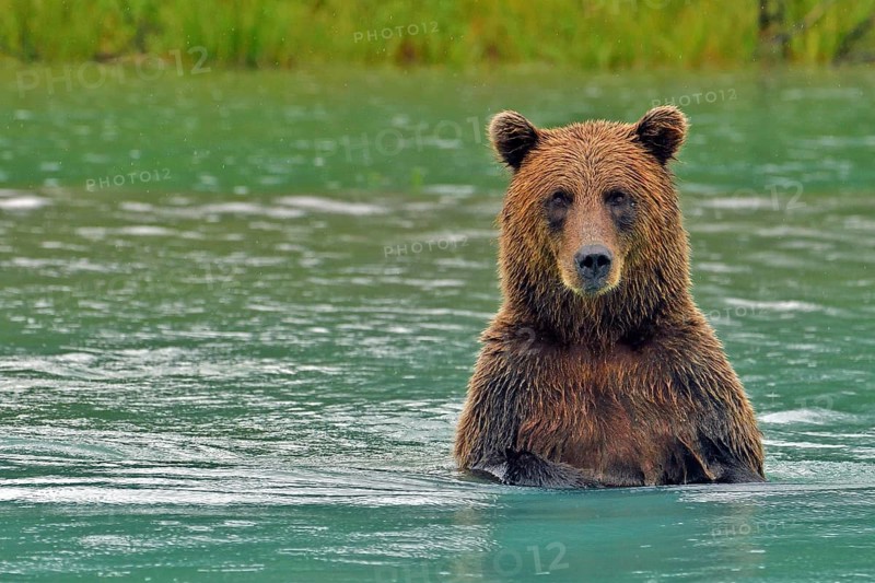 Brown bear (Ursus arctos) standing on hind legs up to chest in water and looking at camera, Lake Clarke National Park, Alaska, USA, North America