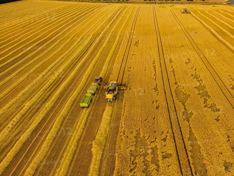 Grain harvest in a field near Babisnau on the outskirts of Dresden