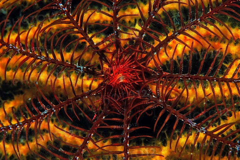 Mediterranean feather star on colour-changing gorgonian (Antedon Mediterranea Paramuricea clavata), Corsica, Mediterranean Sea