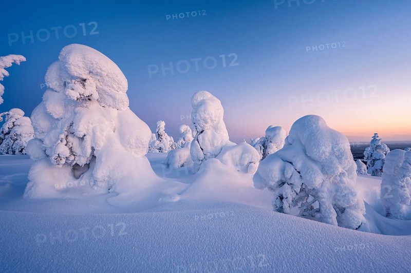 Snowed-in trees, winter landscape, Riisitunturi National Park, Posio, Lapland, Finland, Europe