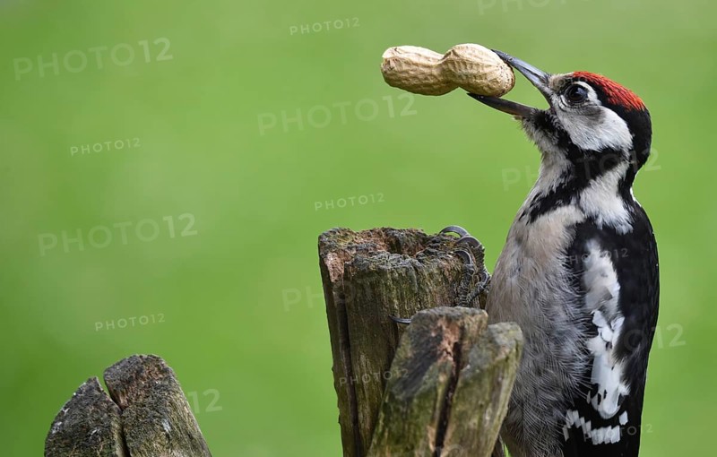 Great spotted woodpecker (dendrocopos major) with peanut (arachis hypogaea) in its beak