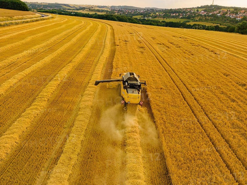 Grain harvest in a field near Babisnau on the outskirts of Dresden