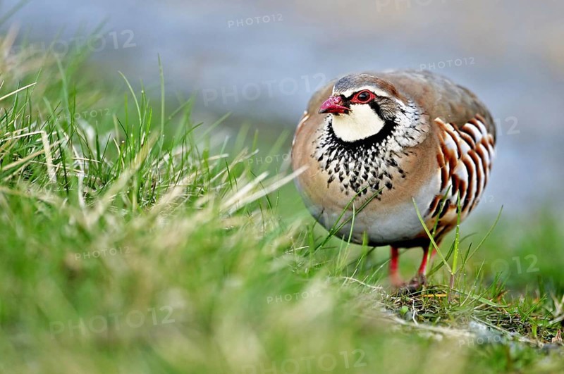 Red-legged Partridge (Alectoris rufa) foraging, Scotland, UK