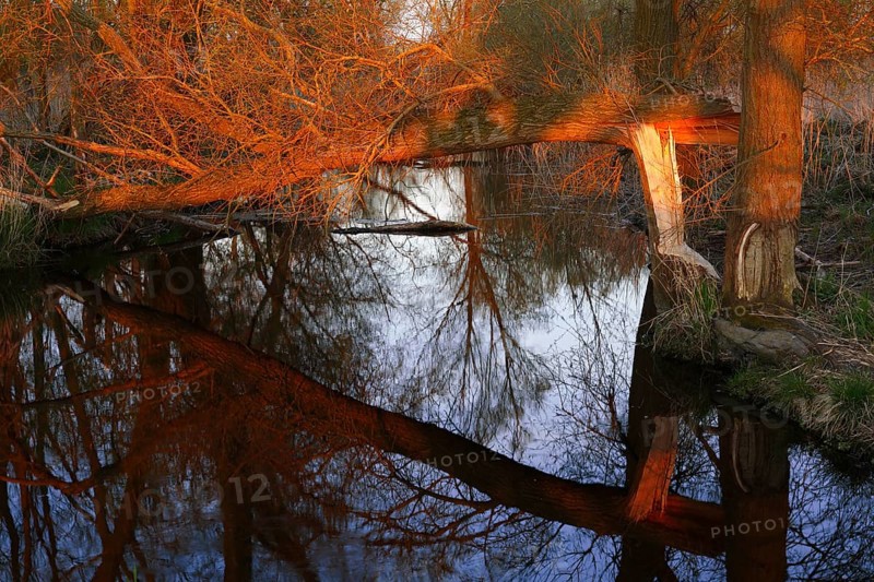 Alder quarry forest in spring shortly in front of sunset, fallen willow over a ditch, Flusslandschaft Peenetal nature park Park, Mecklenburg-Western Pomerania, Germany, Europe