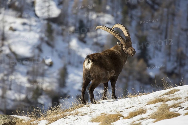 Alpine ibex (Capra ibex) male with large horns foraging on mountain slope in the snow in winter, Gran Paradiso National Park, Italian Alps, Italy, Europe