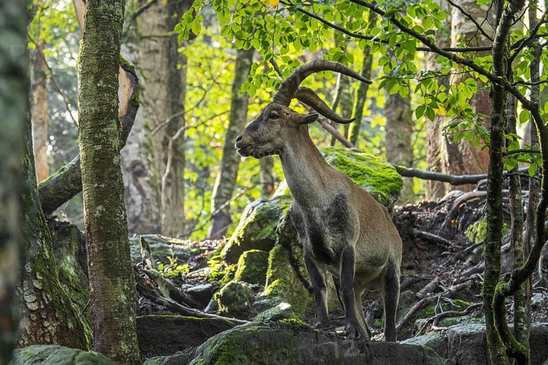 Iberian ibex, Spanish ibex (Capra pyrenaica) male foraging among rocks in forest on mountain slope