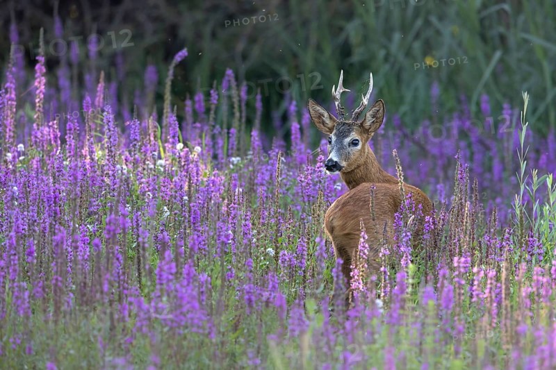 Roebuck securing in flowering loosestrife (Lythrum salicaria), Europe, Austria, Upper Austria, Europe