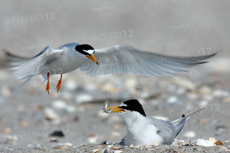 Little Tern (Sternula albifrons), cock hands a fish to breeding partner in flight, feeding the breeding partner, Lower Saxon Wadden Sea National Park, East Frisian Islands, Lower Saxony, Germany, Europe