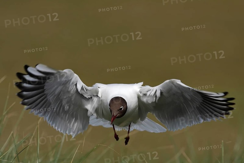 Black-headed Black-headed Gull (Chroicocephalus ridibundus), flight study, individual in flight, Lower Saxon Wadden Sea National Park, East Frisian Islands, Lower Saxony, Germany, Europe