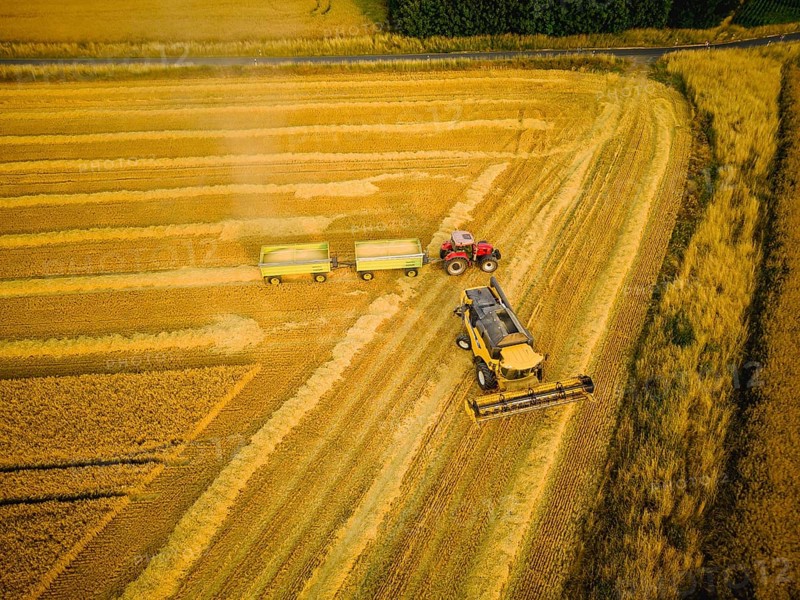 Grain harvest in a field near Babisnau on the outskirts of Dresden